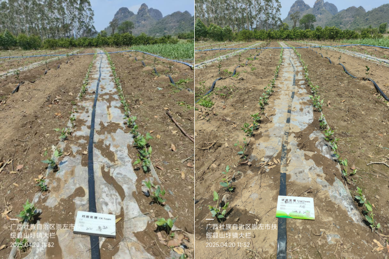 萌帮普利可肥料豆角管理2.png