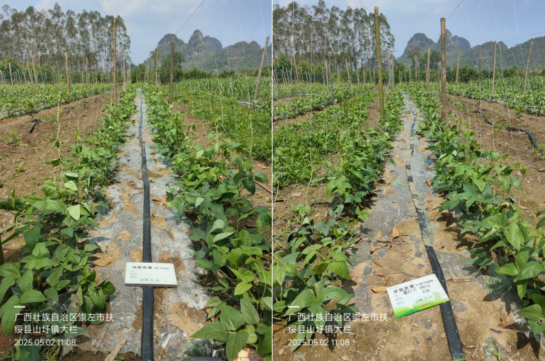 萌帮普利可肥料豆角管理3.png