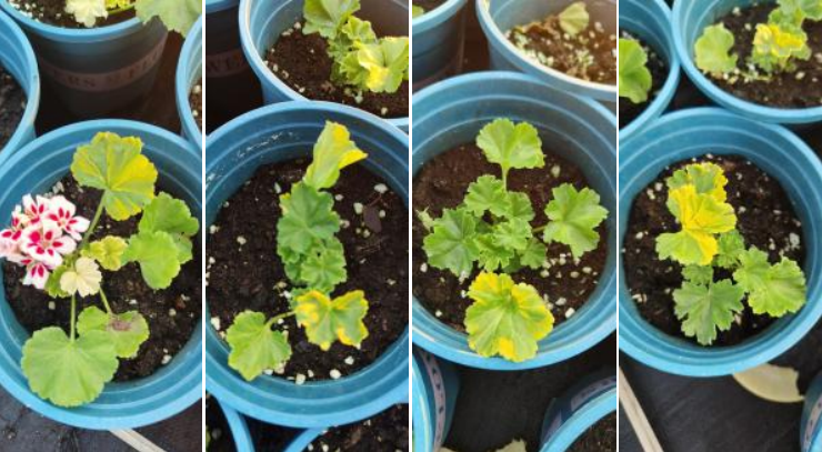 萌帮根萌肥料助力作物生根1.png 萌帮根萌肥料助力作物生根1.png