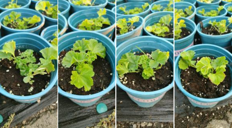 萌帮根萌肥料助力作物生根2.png 萌帮根萌肥料助力作物生根2.png