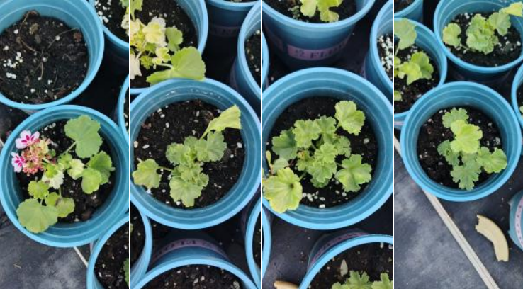 萌帮根萌肥料助力作物生根3.png 萌帮根萌肥料助力作物生根3.png