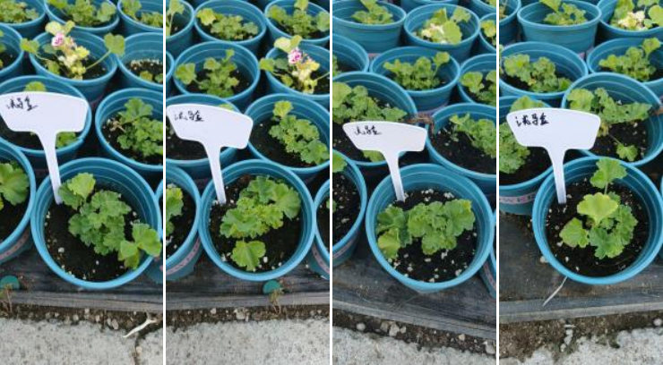 萌帮根萌肥料助力作物生根4.png 萌帮根萌肥料助力作物生根4.png