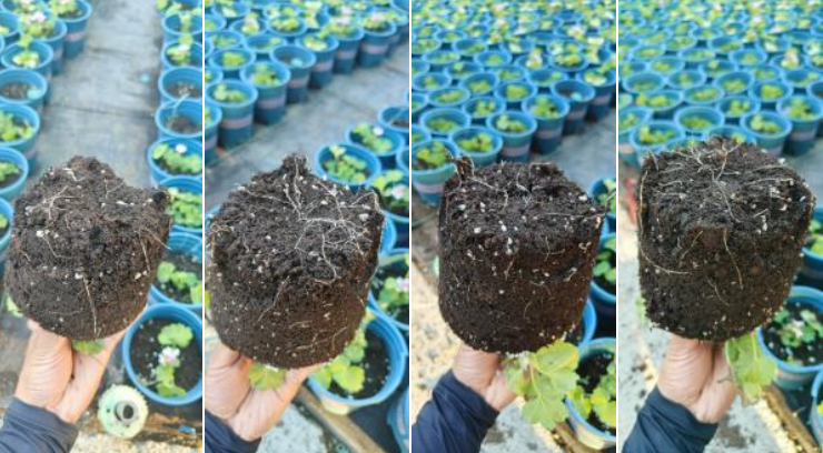 萌帮根萌肥料助力作物生根5.png 萌帮根萌肥料助力作物生根5.png