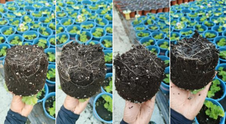 萌帮根萌肥料助力作物生根6.png 萌帮根萌肥料助力作物生根6.png