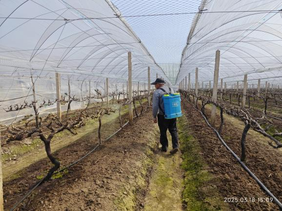 萌帮普利恒镁助力葡萄清园1.png 萌帮普利恒镁助力葡萄清园1.png