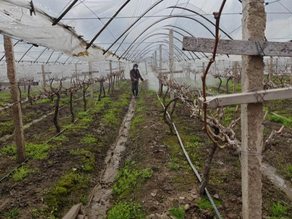 萌帮普利恒镁助力葡萄清园2.png 萌帮普利恒镁助力葡萄清园2.png