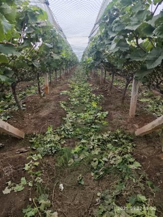 萌帮普利恒镁助力葡萄清园3.png 萌帮普利恒镁助力葡萄清园3.png