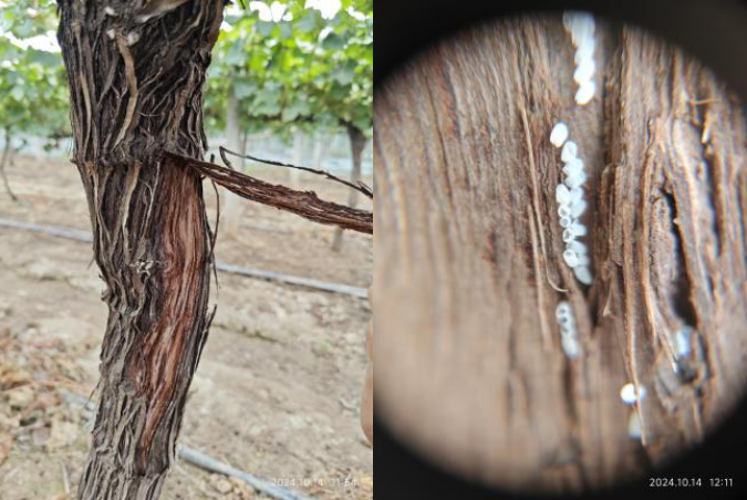 萌帮普利恒镁助力葡萄清园4.png 萌帮普利恒镁助力葡萄清园4.png