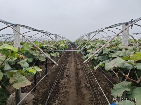 萌帮普利恒镁助力葡萄清园5.png 萌帮普利恒镁助力葡萄清园5.png