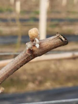 萌帮普利恒镁助力葡萄清园6.png 萌帮普利恒镁助力葡萄清园6.png