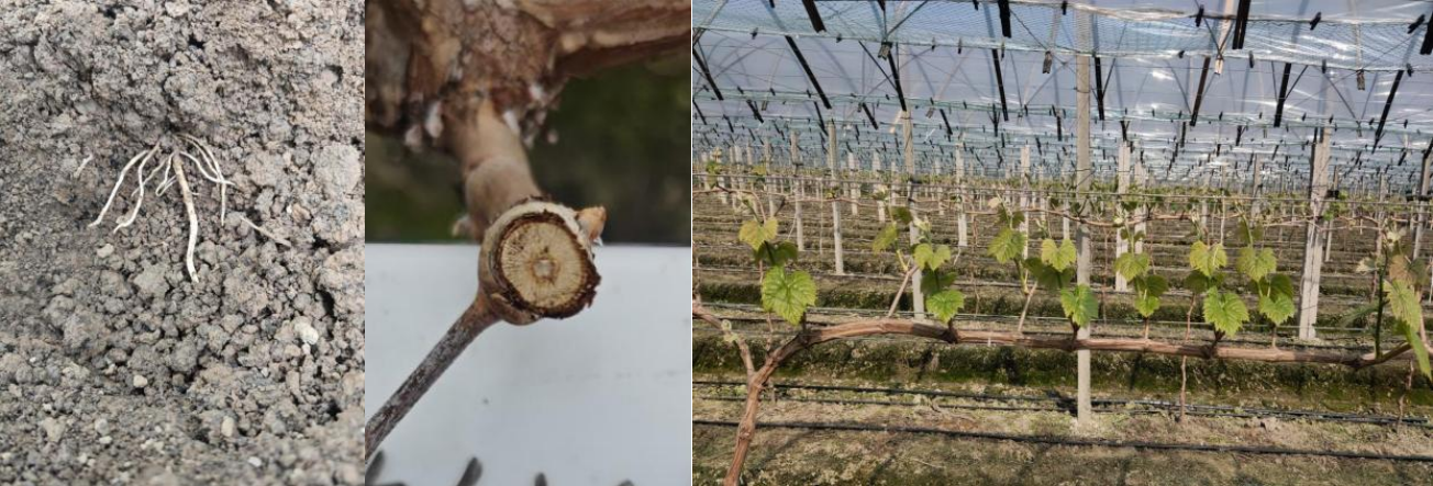 萌帮普利恒镁助力葡萄清园7.png 萌帮普利恒镁助力葡萄清园7.png