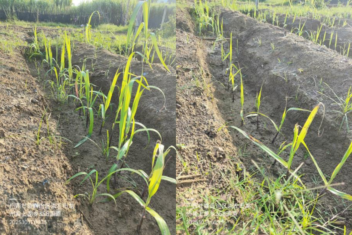 萌帮®普利可®肥料在黑皮甘蔗上的效果实验认证5.png