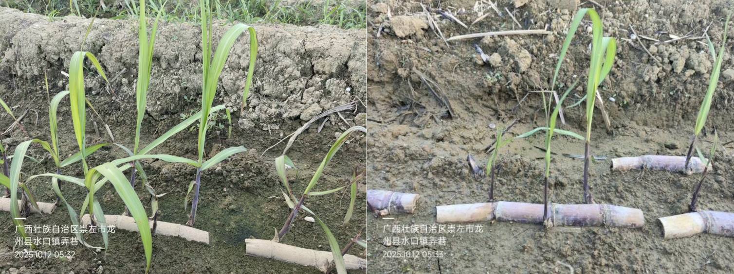 萌帮®普利可®肥料在黑皮甘蔗上的效果实验认证6.png