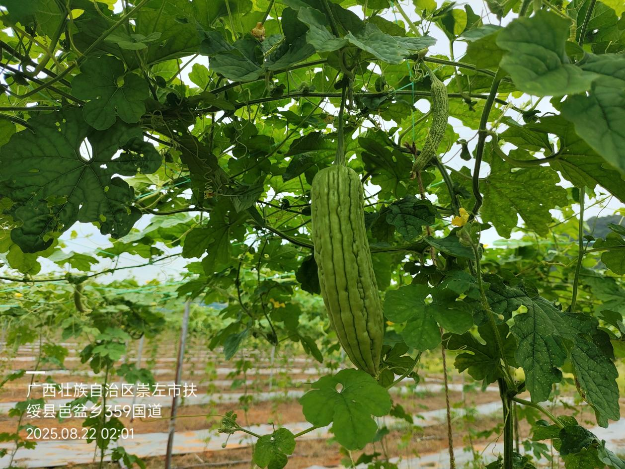 萌帮普利纳助力苦瓜田间管理1.png