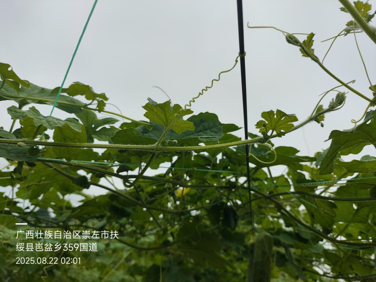 萌帮普利纳助力苦瓜田间管理5.png