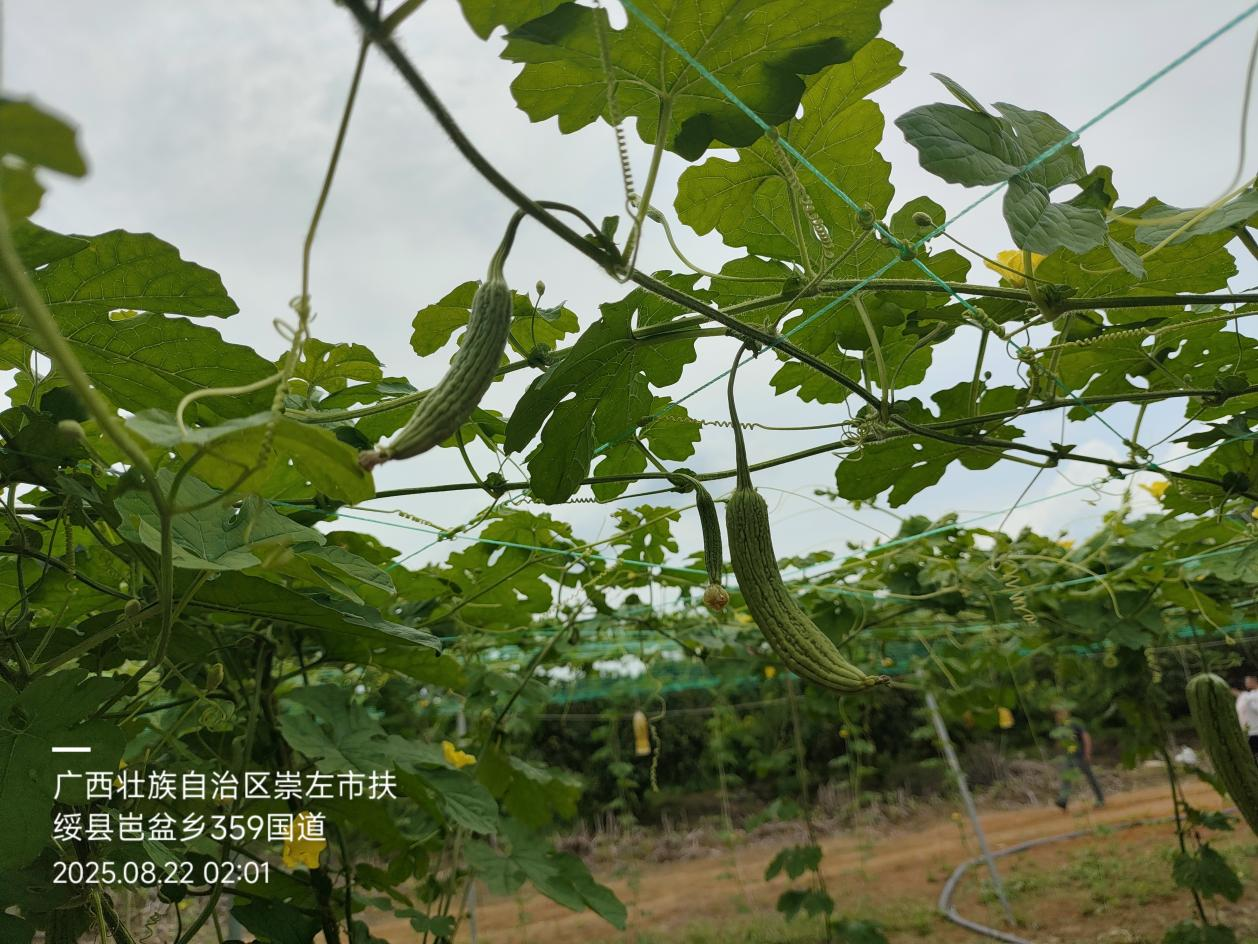萌帮普利纳助力苦瓜田间管理6.png