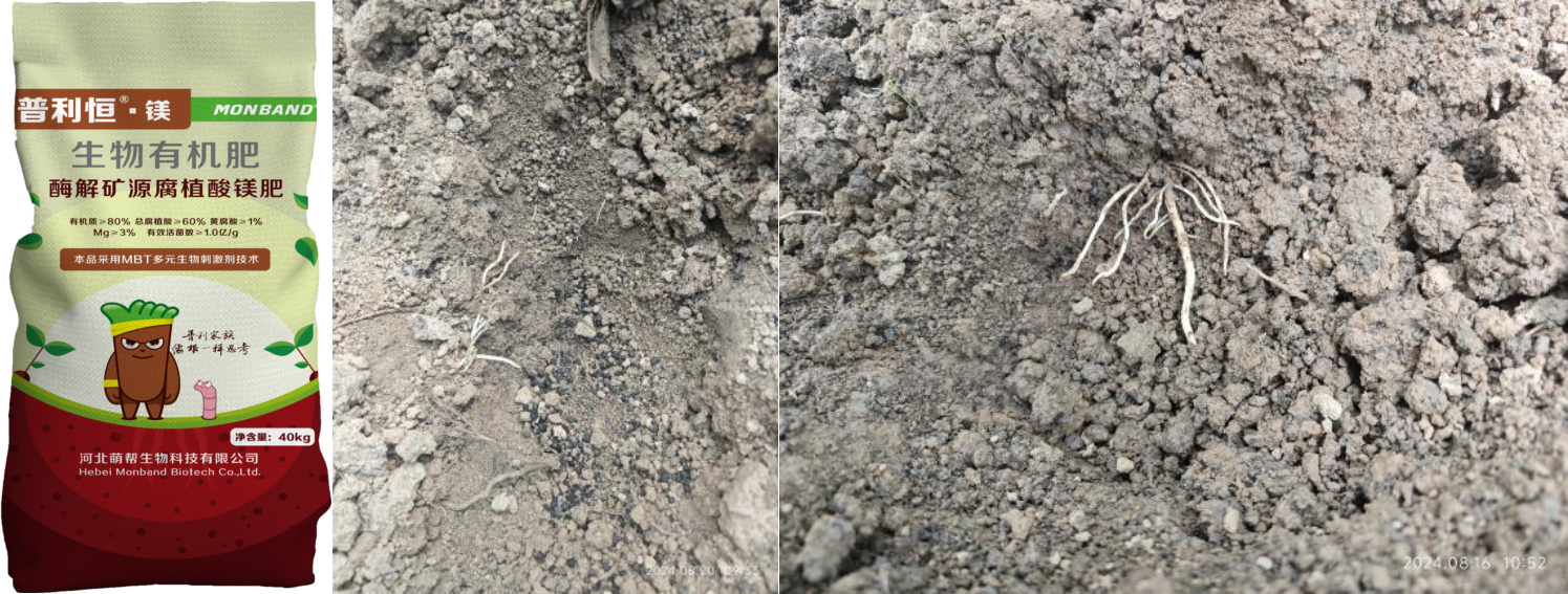 萌帮®普利恒镁®肥料助力土壤板结改良5.png